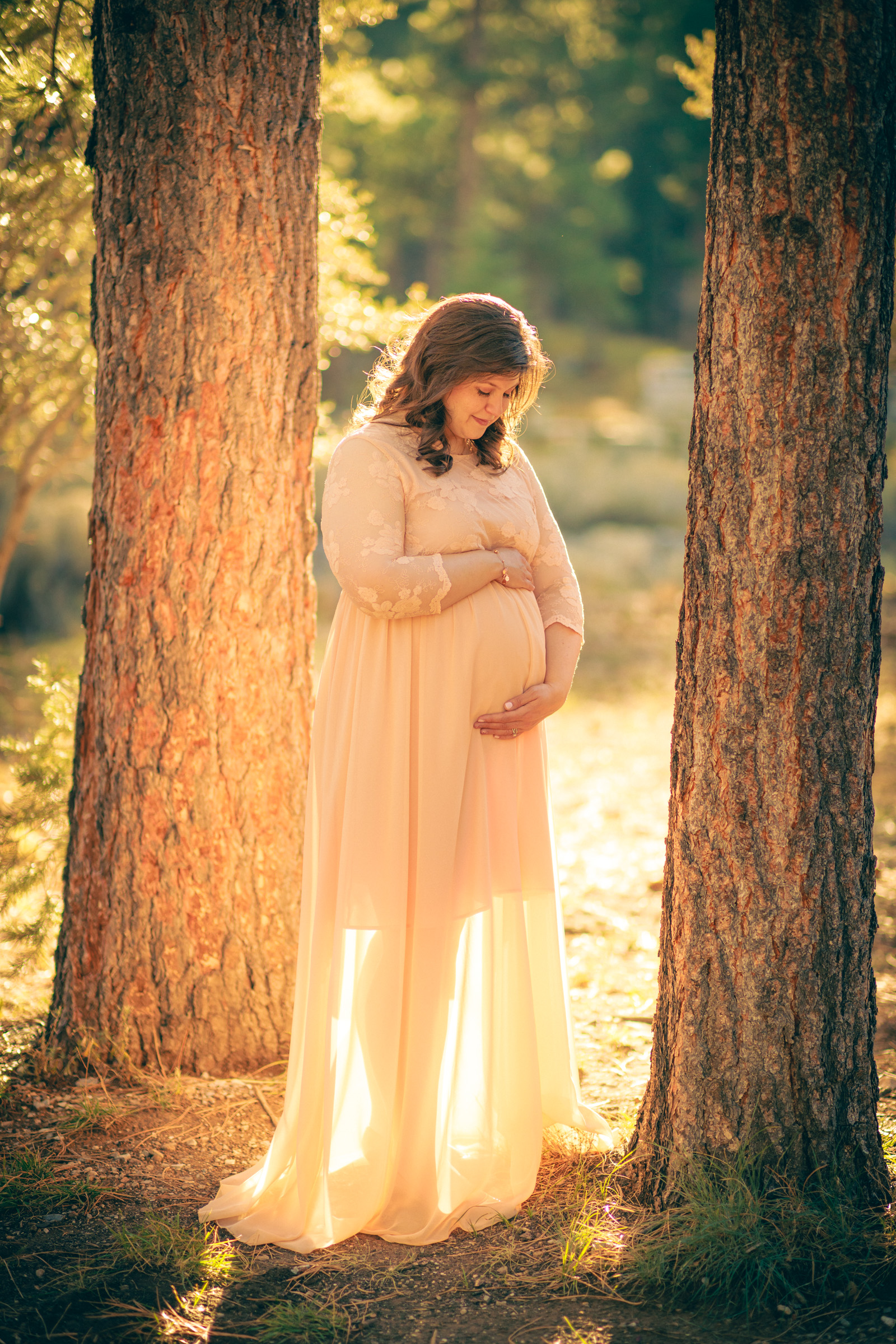 Maternity portrait framed between the pines at Mount Charleston near Las Vegas