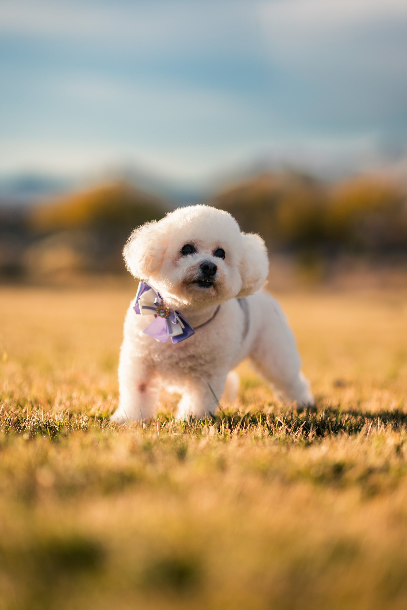 Small white dog photographed in the grass during a Summerlin pet portrait session
